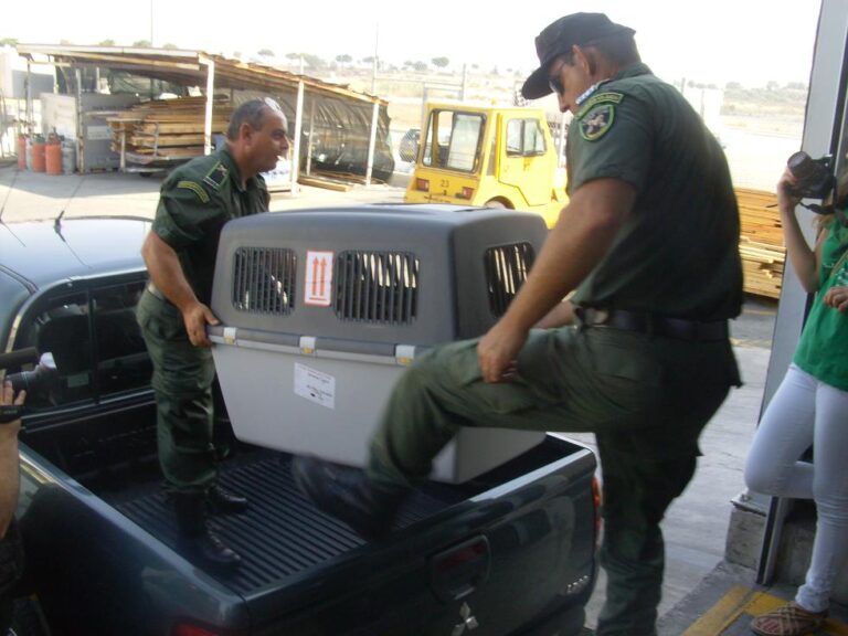 Kροτίδες, απαγορευμένα φυσίγγια και όργανα παγίδευσης εντόπισε η Υπηρεσία Θήρας