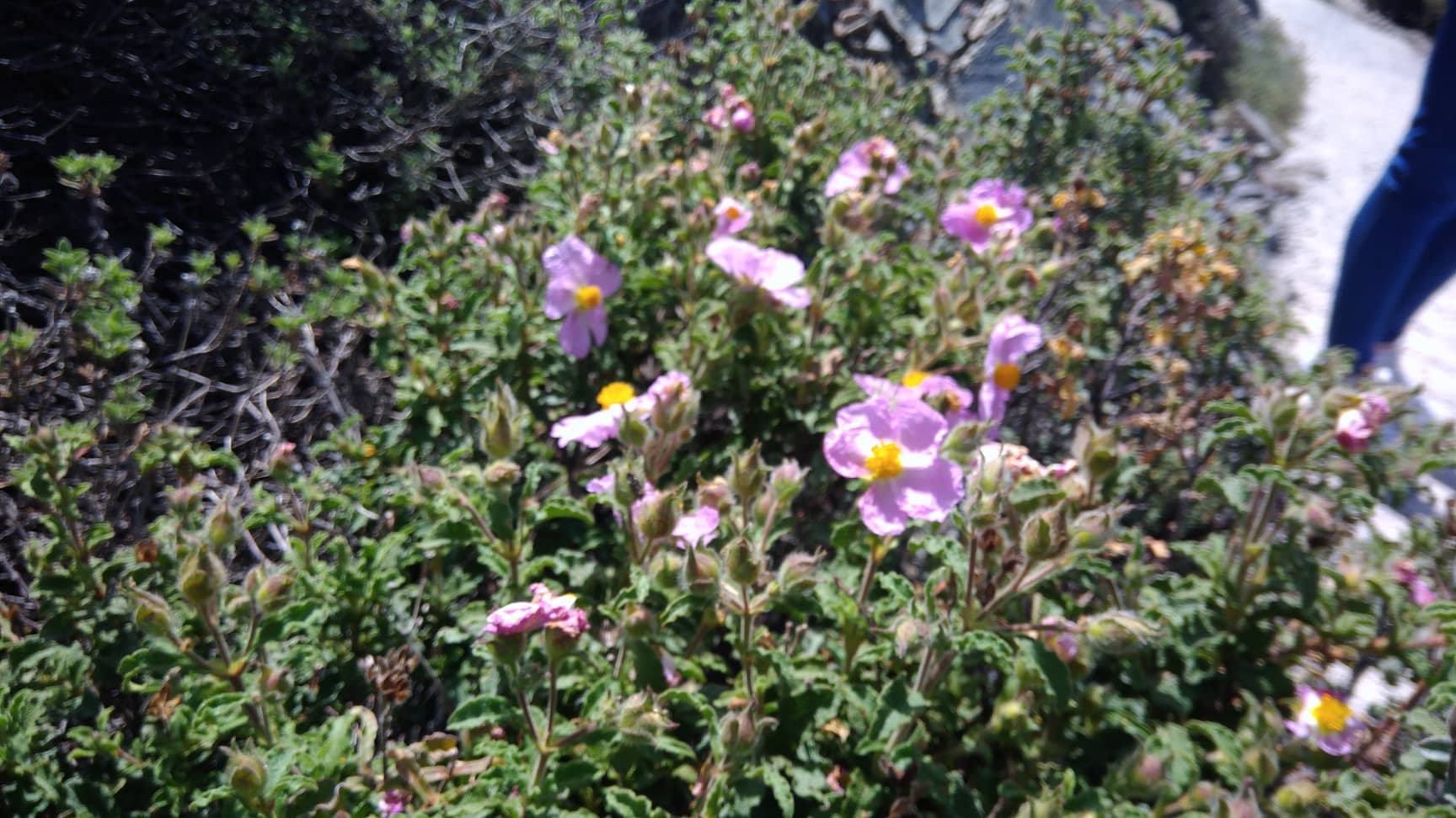 Βοτανικός Κήπος Τροόδους: Σπάνια Φυτά της Κύπρου (ΒΙΝΤΕΟ)