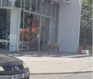 Κυκλοφοριακό χάος στους δρόμους της Λεμεσού για ένα … πρόβατο (ΒΙΝΤΕΟ)