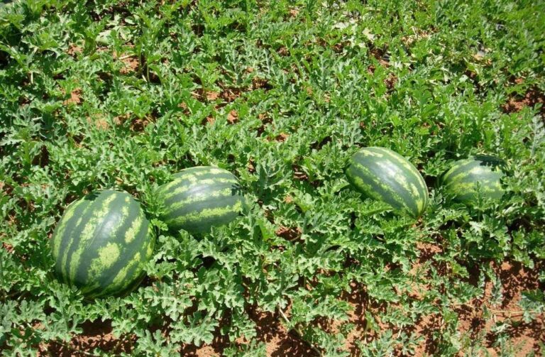 Ξερίζωσαν πέντε τόνους καρπούζια και τα πέταξαν στο δρόμο επειδή ήταν…άγουρα