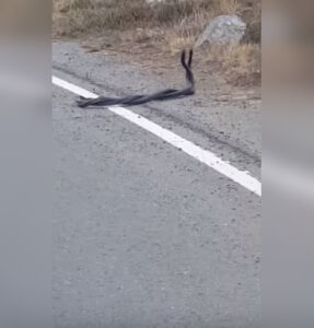 Ο "ερωτικός" χορός δύο θερκών στο δρόμο Πλατανιστάσας-Άλωνας (ΒΙΝΤΕΟ)