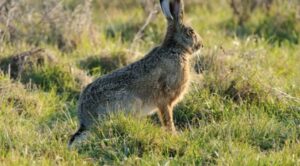 Βαριά "καμπάνα" σε 34χρονο για 18 λαγούς (ΒΙΝΤΕΟ)
