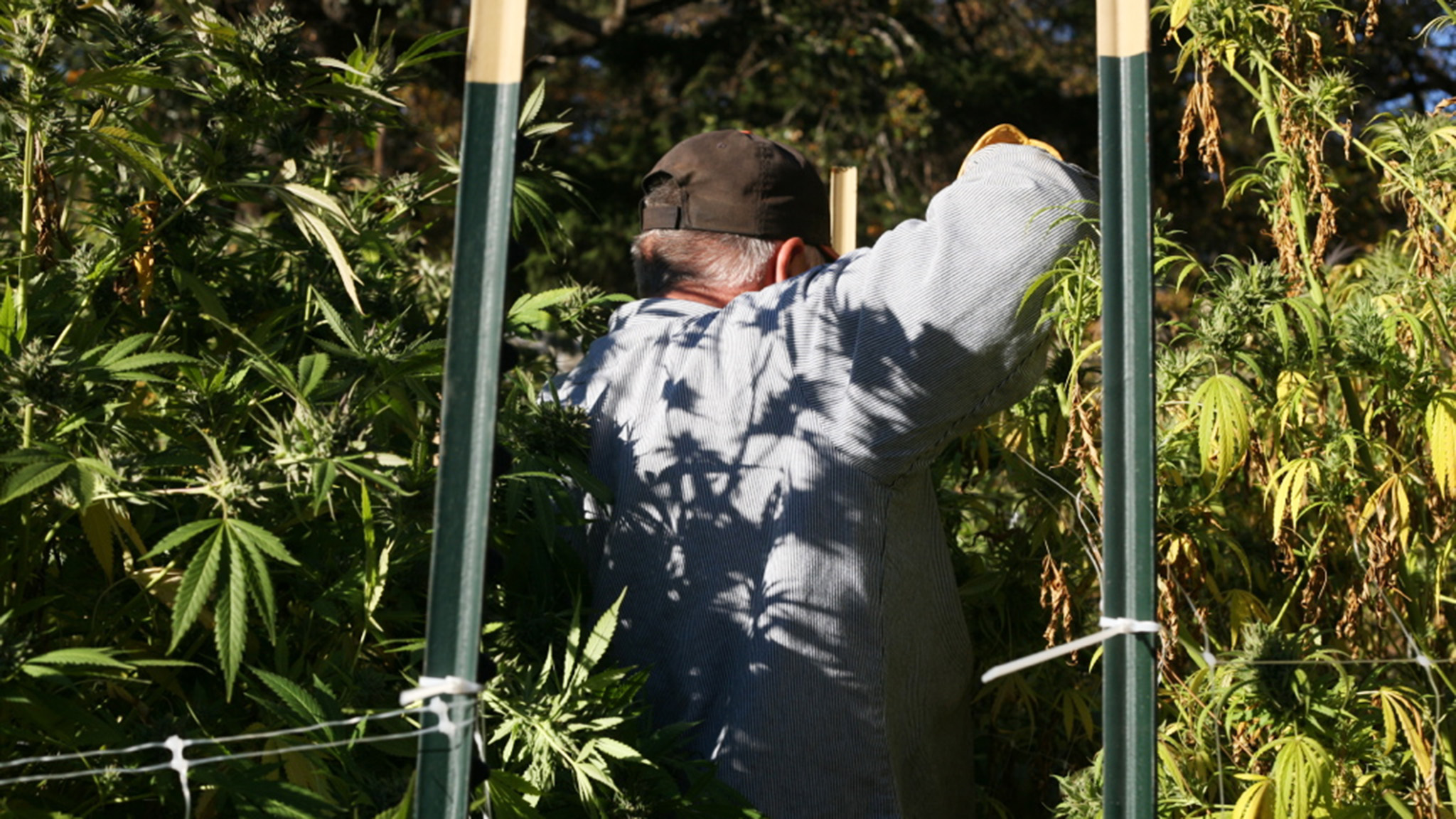 Έβαλαν τον παππού να φυλάει 263 κιλά κάνναβης αξίας 1 εκατ. ευρώ