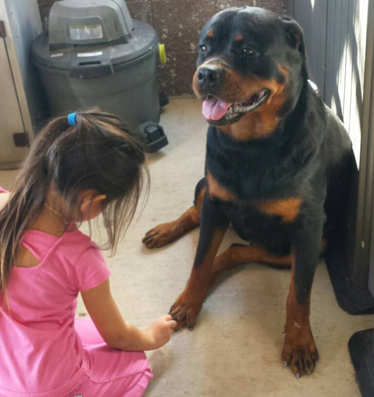 Αρεδιού: Στο νοσοκομείο 14χρονη που δέχτηκε επίθεση από σκύλο