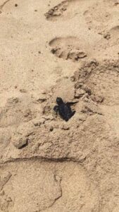 Γεννητούρια στην παραλία "Γλυκύ Νερό" στην Αγία Νάπα (ΒΙΝΤΕΟ&ΦΩΤΟ)