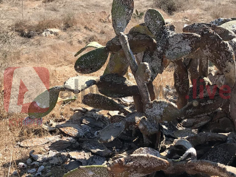 Ο ψευδόκοκκος "σκοτώνει" τις παπουτσοσυκιές στην Επ. Αμμοχώστου (BINTEO&ΦΩΤΟ)