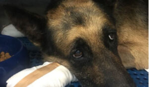 Απίστευτο!Δεν θέλει πίσω το σκύλο του που διασώθηκε από τη φωτιά στο Μάτι(ΦΩΤΟ)