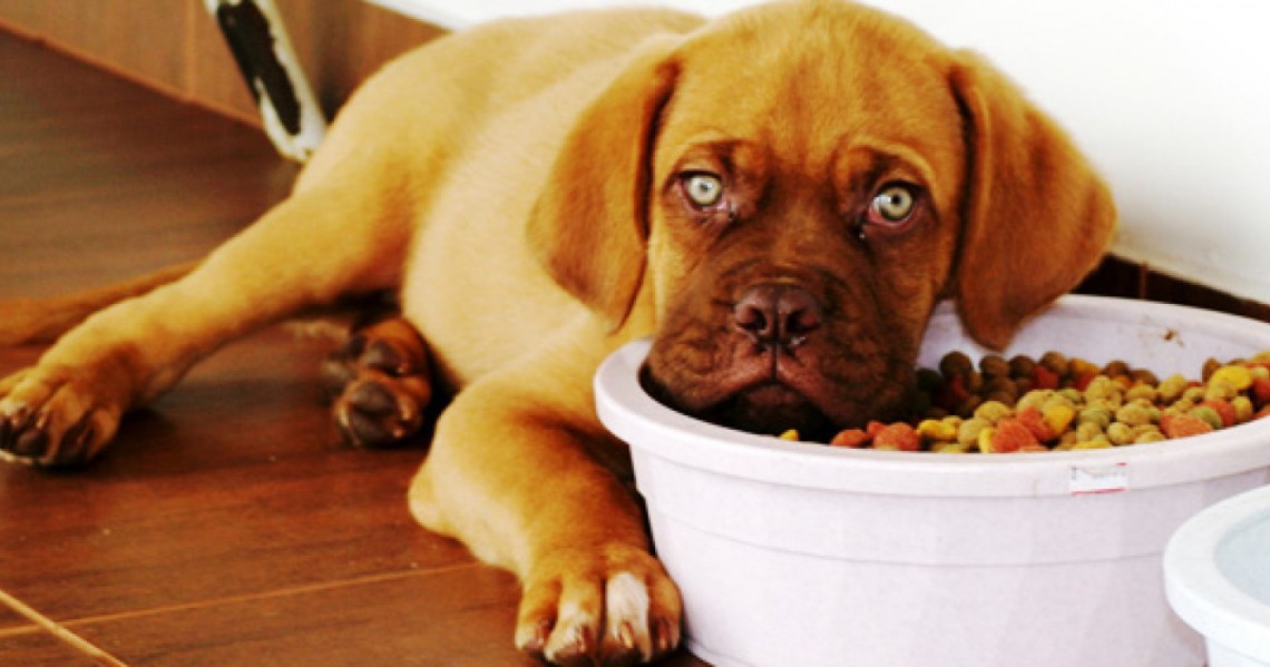 Εκτός από την αγάπη τι άλλο μοιραζόμαστε με τους σκύλους μας;