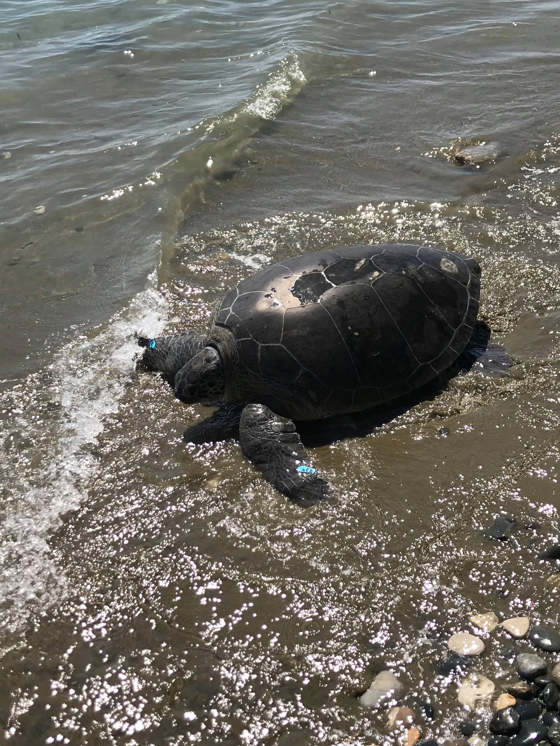 Στο φυσικό της περιβάλλον η "Ελευθερία" (ΒΙΝΤΕΟ)