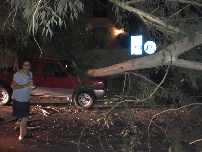 Ευκάλυπτος καταπλάκωσε οχήματα στην καρδιά της Λευκωσίας (ΒΙΝΤΕΟ&ΦΩΤΟ)