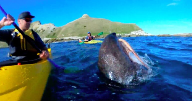 Φώκια επιτίθεται χρησιμοποιώντας ένα…χταπόδι (ΒΙΝΤΕΟ)