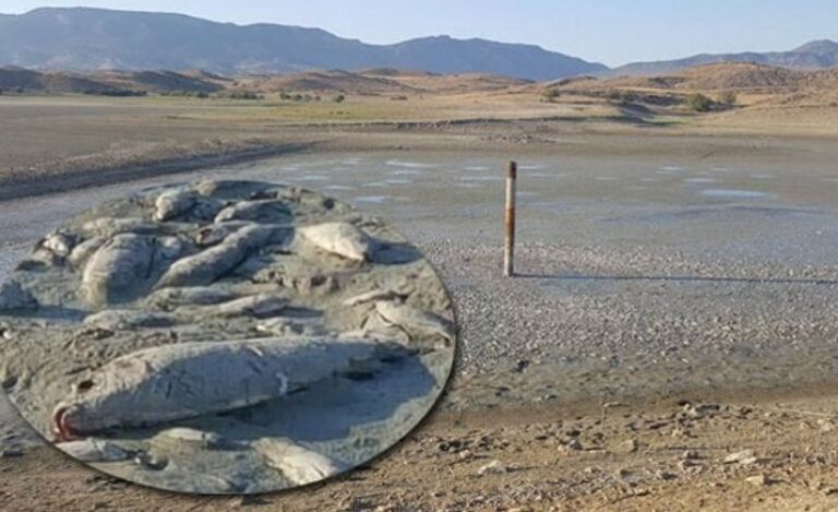 Χιλιάδες νεκρά ψάρια στην λίμνη του κατεχόμενου χωριού Κανλί (ΦΩΤΟ)