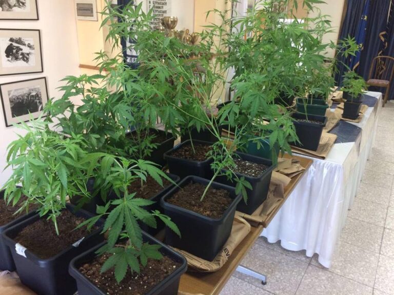 Αυτά είναι τα 30 φυτά κάνναβης που εντοπίστηκαν στο Πραστειό Κελλακίου (ΦΩΤΟ)