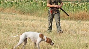 Ελεύθερος αφέθηκε ο 62χρονος που φέρεται να πυροβόλησε και να σκότωσε σκύλο