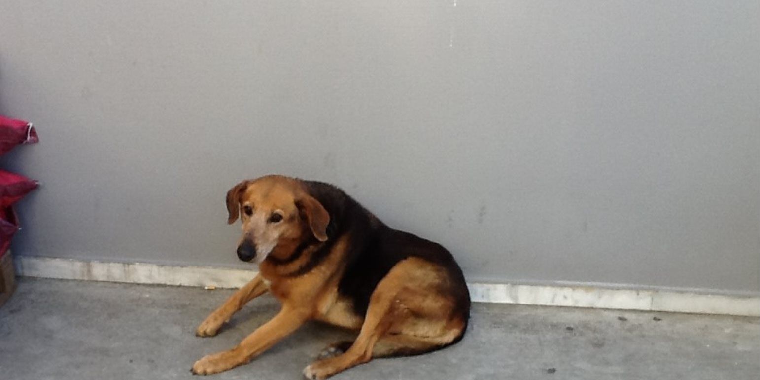 Πέθανε ο "Χάτσικο" της Κρήτης (BINTEO)