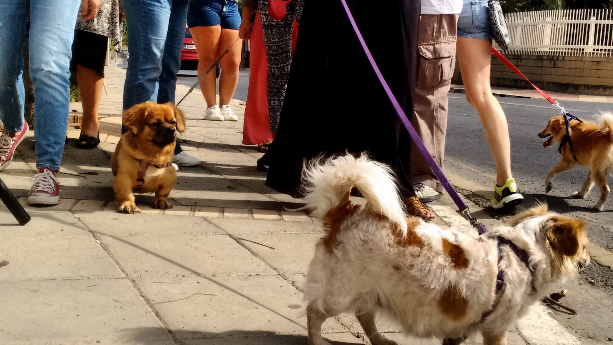 Παγκόσμια Ημέρα Ζώων: Στα χέρια του Κώστα Καδή, έκθεση για την ευημερία τους