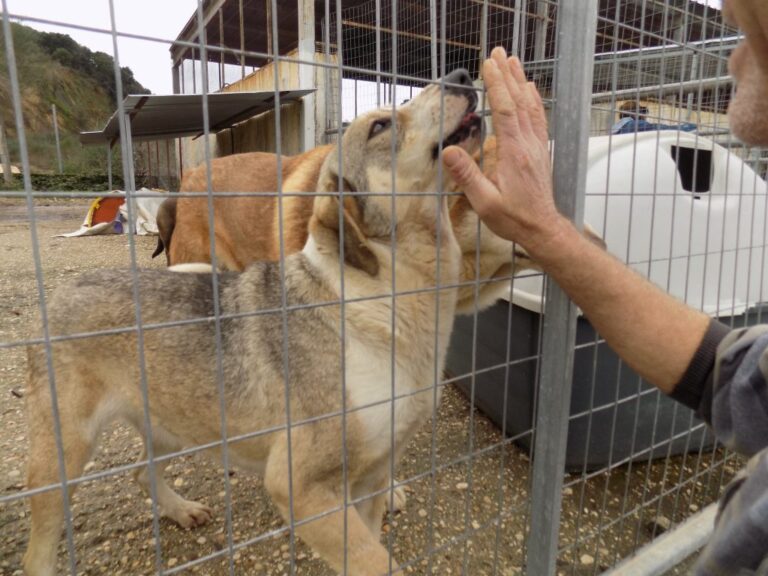 Σε καραντίνα το Κοινοτικό Καταφύγιο Ζώων στην Ορόκλινη
