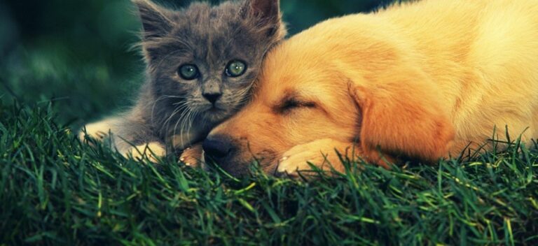 "Φρένο" στην πώληση γάτων και σκύλων βάζει η Βρετανική κυβέρνηση