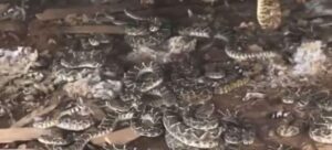 ΗΠΑ: Άνδρας πήγε να φτιάξει τον παλιό του ανεμόμυλο και βρήκε φωλιά με κροταλίες