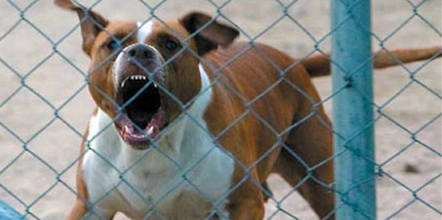 Σκύλος επιτέθηκε και τραυμάτισε 9χρονο μαθητή στο Δάλι