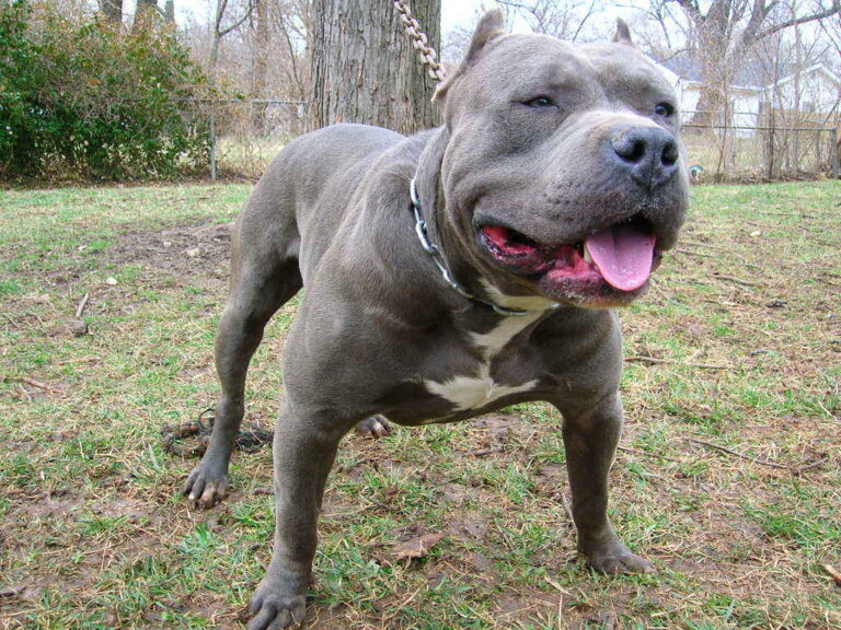 Στήνουν παγίδες για να πιάσουν το πίτμπουλ της Παρεκκλησιάς (BINTEO)