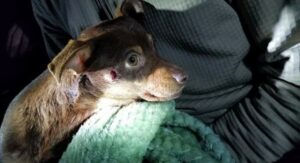 Αστυνομικός πυροβόλησε τσιουάουα εν ψυχρώ επειδή…γάβγιζε (ΒΙΝΤΕΟ)