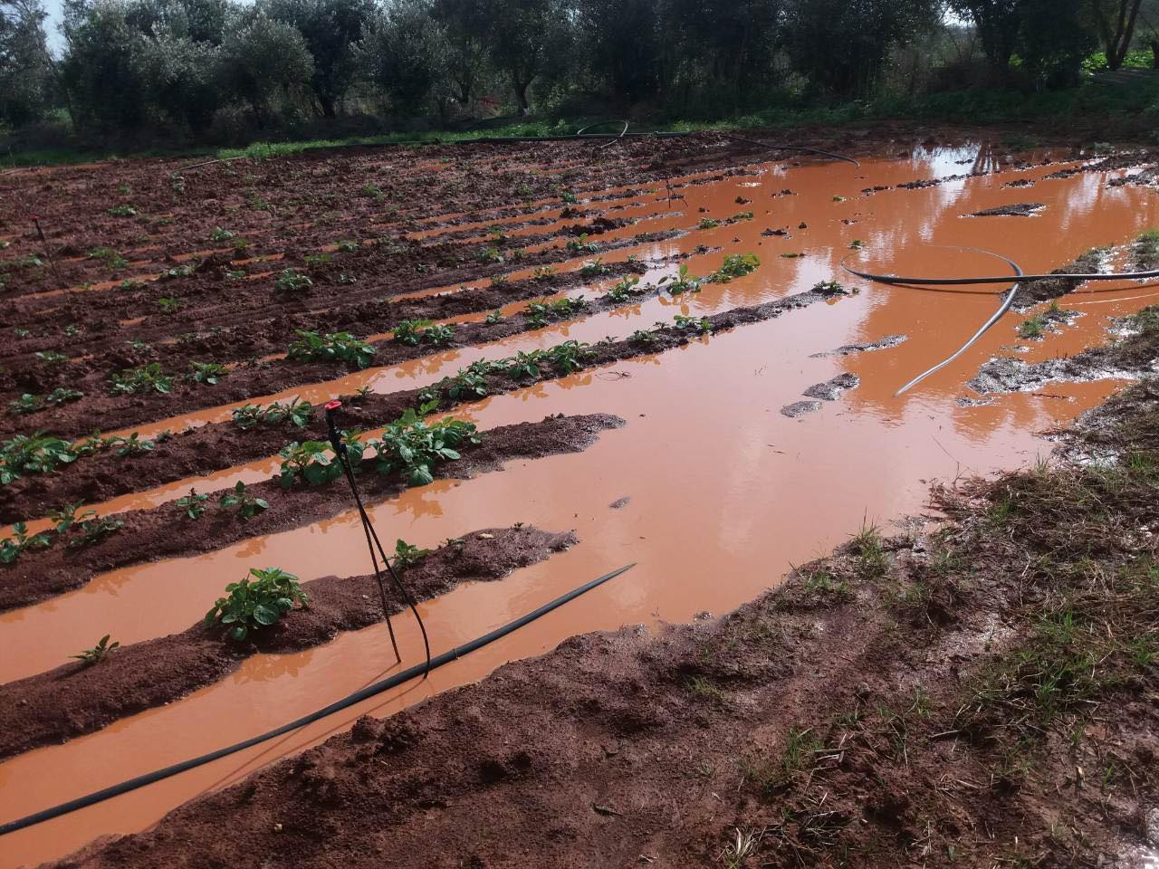 Ζημιές σε καλλιέργειες λόγω χαλαζόπτωσης και βροχών (ΦΩΤΟ)