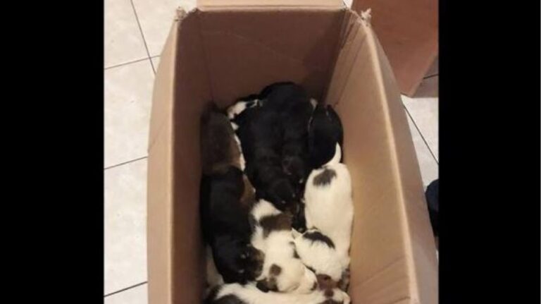 Πέταξε σε γκρεμό βάθους 60 μέτρων 18 κουταβάκια (ΒΙΝΤΕΟ)