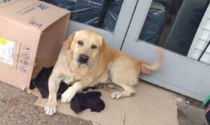 Περιμένει εδώ και μέρες έξω από νοσοκομείο για να δει το αφεντικό του (ΦΩΤΟ)