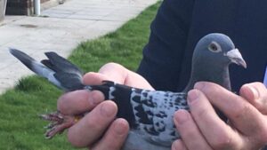 Αυτό είναι το πιο ακριβό περιστέρι στον κόσμο (ΦΩΤΟ)