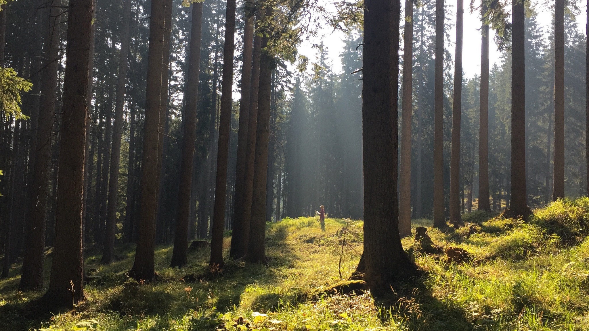 Η κλιματική αλλαγή απειλεί και το "μουσικό δάσος" Stradivarius (ΒΙΝΤΕΟ)