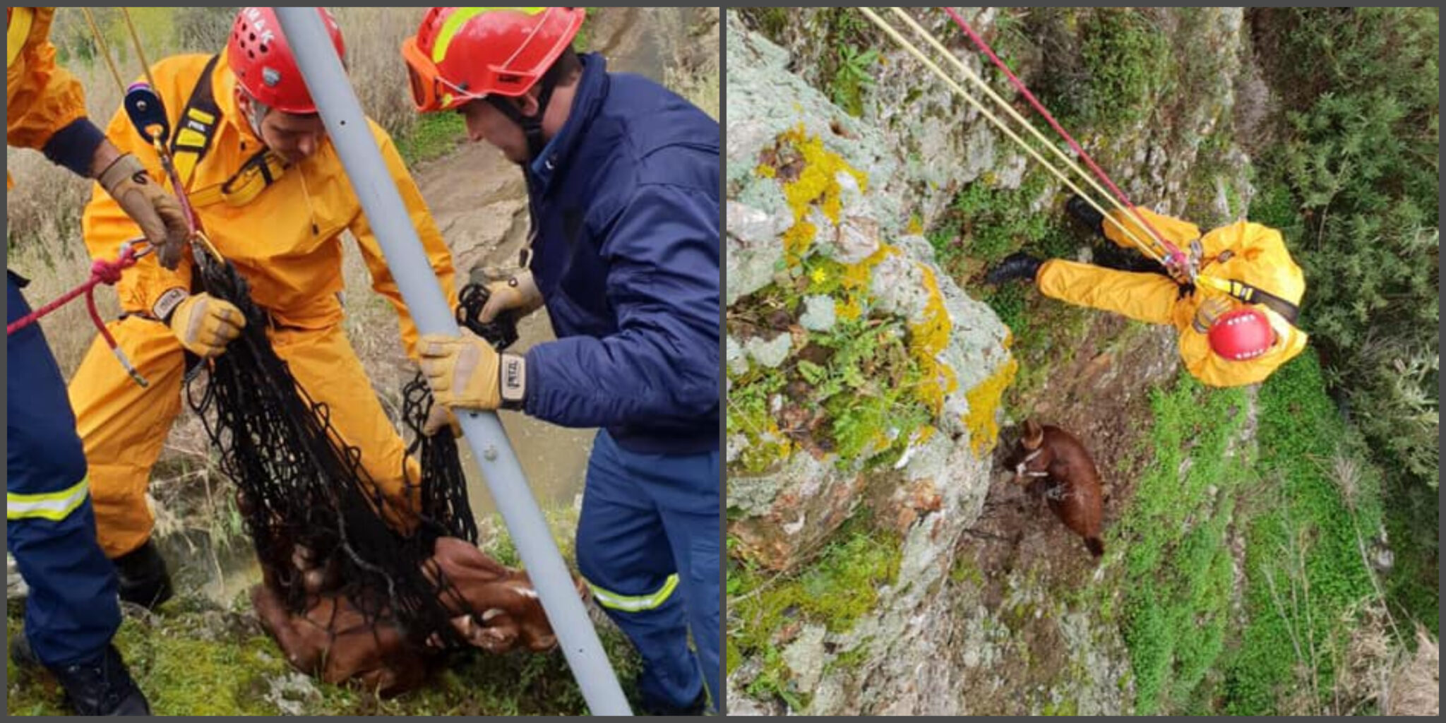 Κατέβηκαν σε γκρεμό είκοσι μέτρων για να διασώσουν ερίφιο (ΒΙΝΤΕΟ&ΦΩΤΟ)