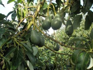 Σύλληψη δύο προσώπων για υπόθεση κλοπής 160 κιλών αβοκάντο