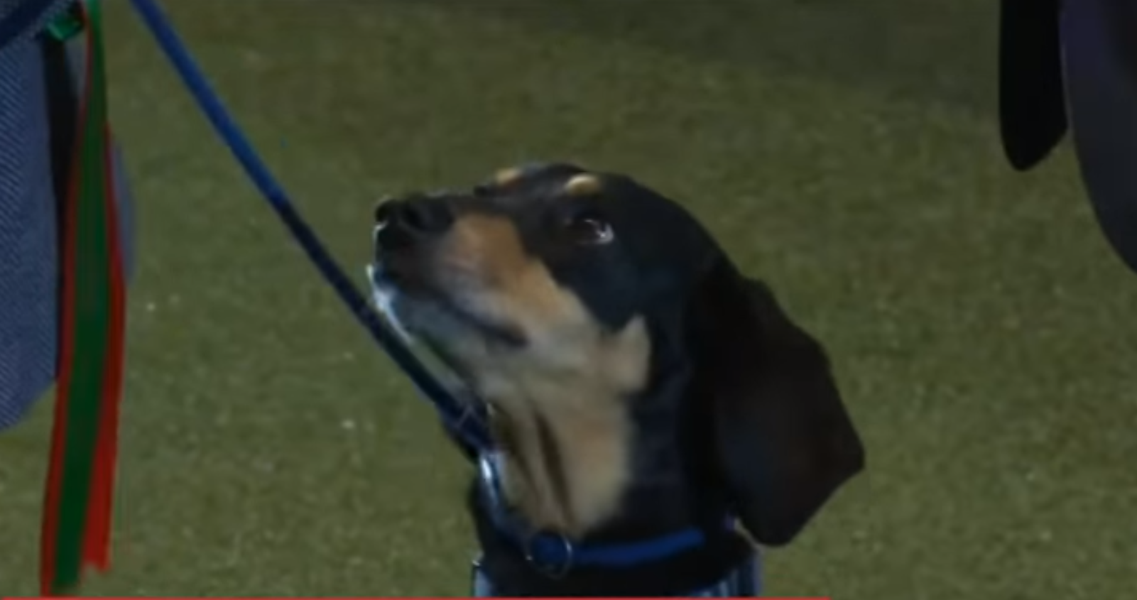 Περσυ: Ο αδέσποτος σκύλος από την Κύπρο που διαπρέπει στο ΗΒ (ΒΙΝΤΕΟ)