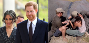 Η Μέγκαν Μαρκλ και ο πρίγκιπας Χάρι σώζουν…ελέφαντες από λαθροκυνηγούς (ΦΩΤΟ)