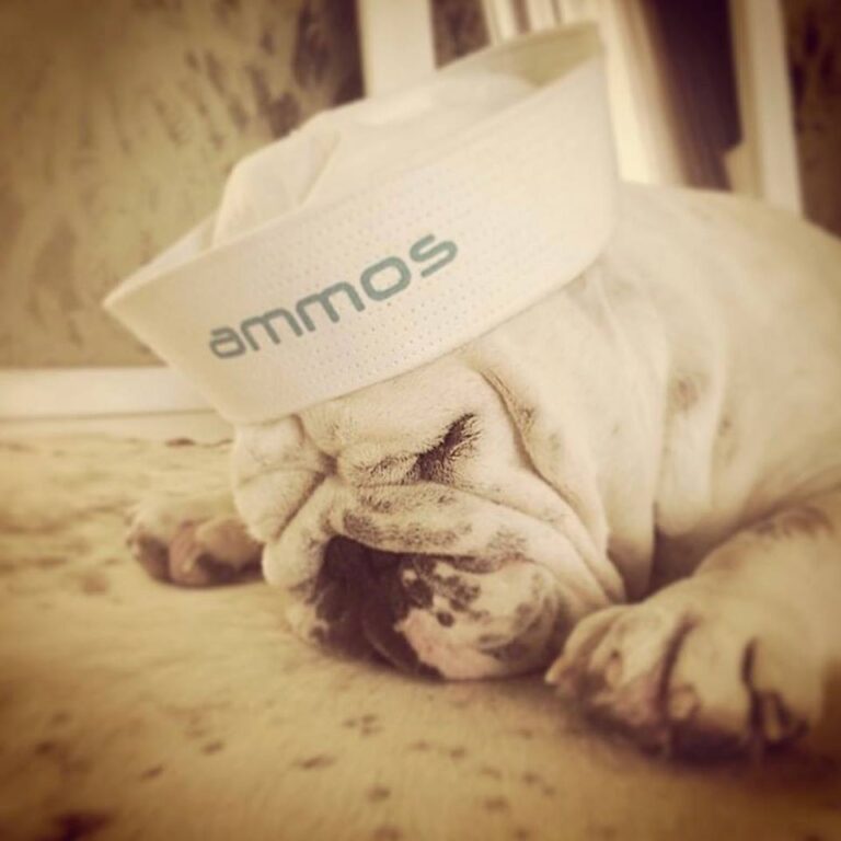 Απεβίωσε ο Mojito, ο αξιαγάπητος σκύλος της νυχτερινής ζωής της Λάρνακας(ΦΩΤΟ)