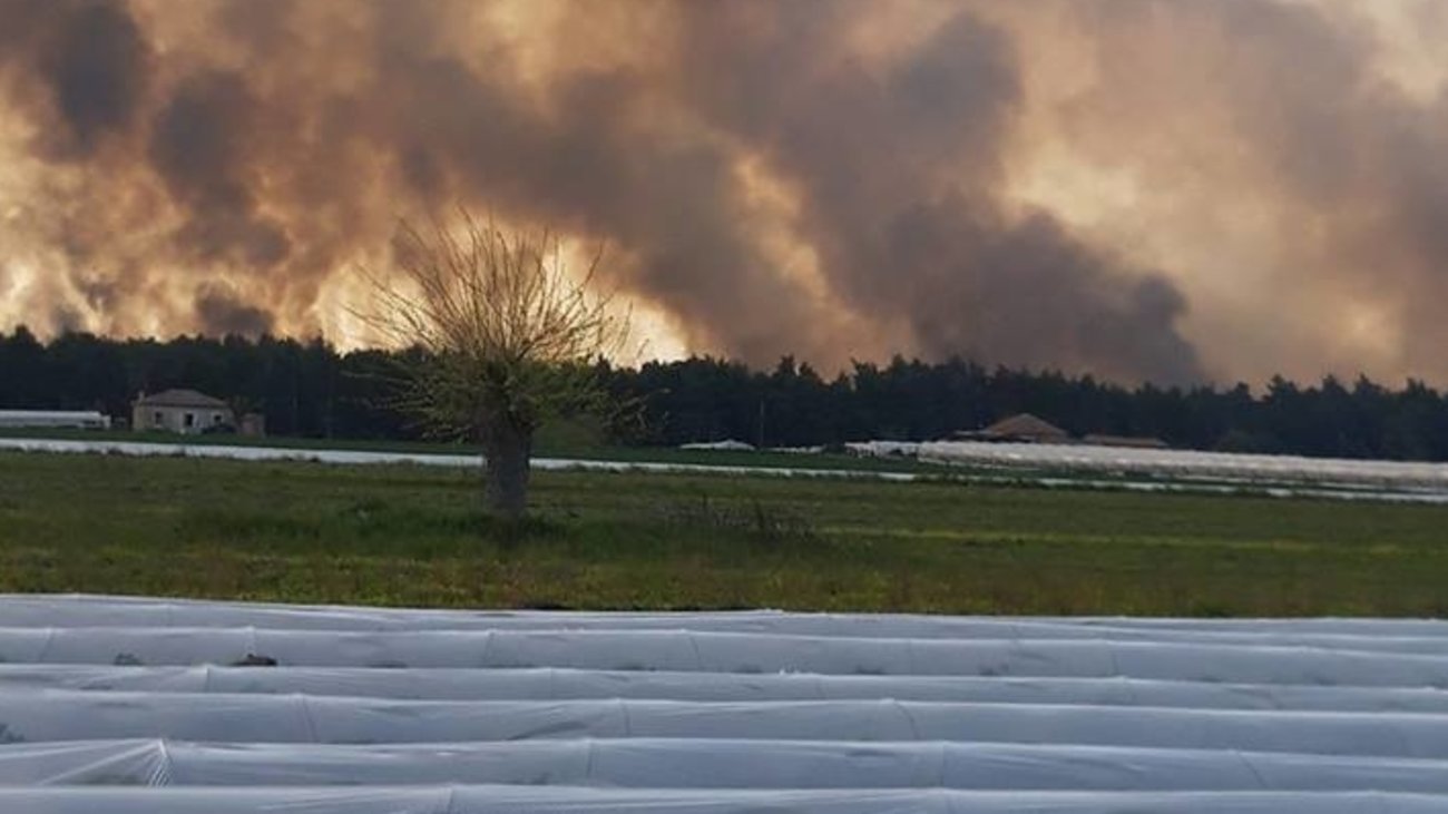 Μεγάλη φωτιά στο Δάσος της Στροφυλιάς στην Ηλεία (BINTEO)