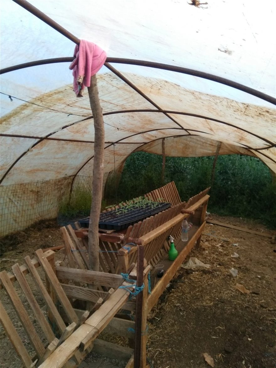 Ελλάδα: Χειροπέδες σε μάνα και γιο για χασισοφυτία