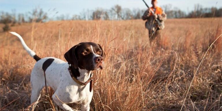 Μπήκαν σε χωράφι, άρπαξαν κυνηγετικούς σκύλους και έγιναν καπνός