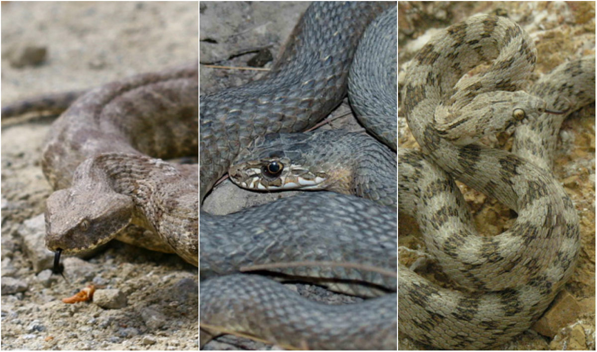 Αύξηση εμφάνισης φιδιών σε αστικές περιοχές στην Πάφο