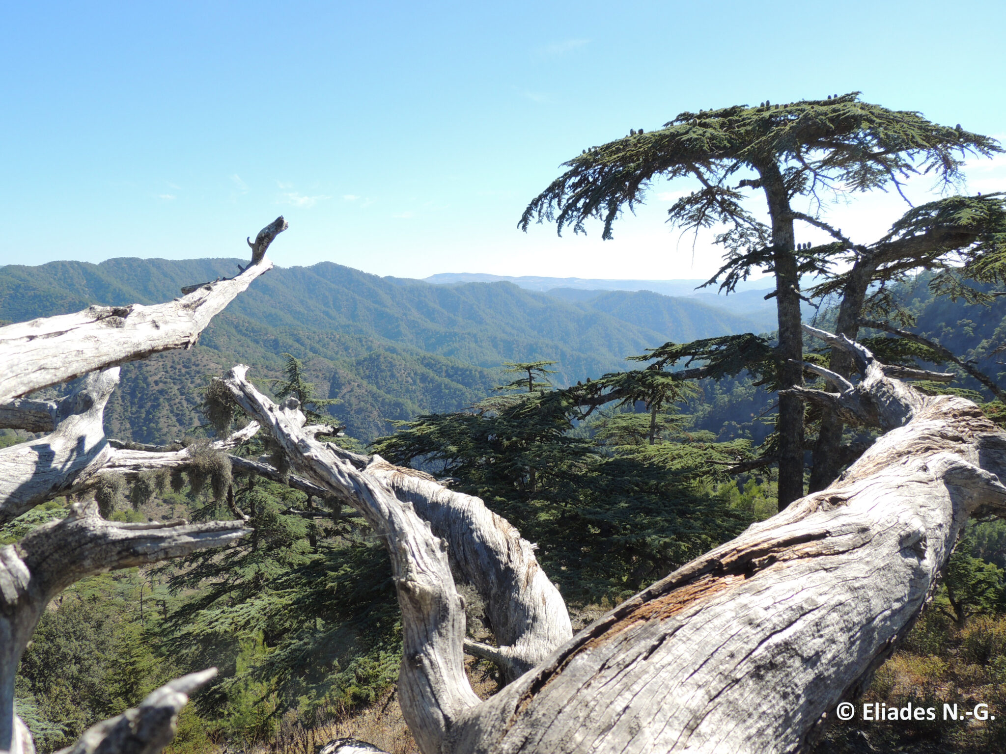 Γνωριμία με το μοναδικό σε ομορφιά δάσος με τον κέδρο της Κύπρου,στο Δάσος Πάφου