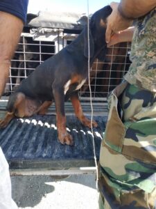 Λάρνακα: Έστειλαν στο νοσοκομείο δύο θηροφύλακες που τους έπιασαν στα "πράσα"