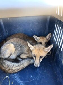 Πίσω στη φύση η Ρέα και ο Ρωμύλος (ΒΙΝΤΕΟ&ΦΩΤΟ)