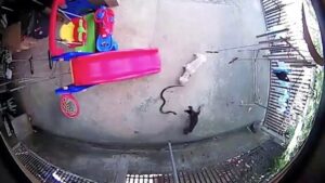 Η ηρωϊκή μάχη δύο σκύλων με κόμπρα για να σώσουν κοριτσάκι (ΒΙΝΤΕΟ)