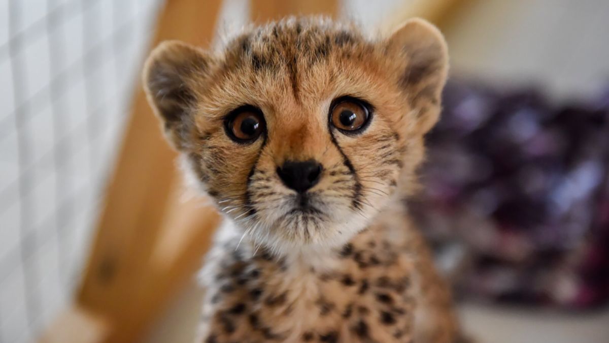 Το παράνομο κατοικίδιο των υπερπλουσίων κινδυνεύει με εξαφάνιση