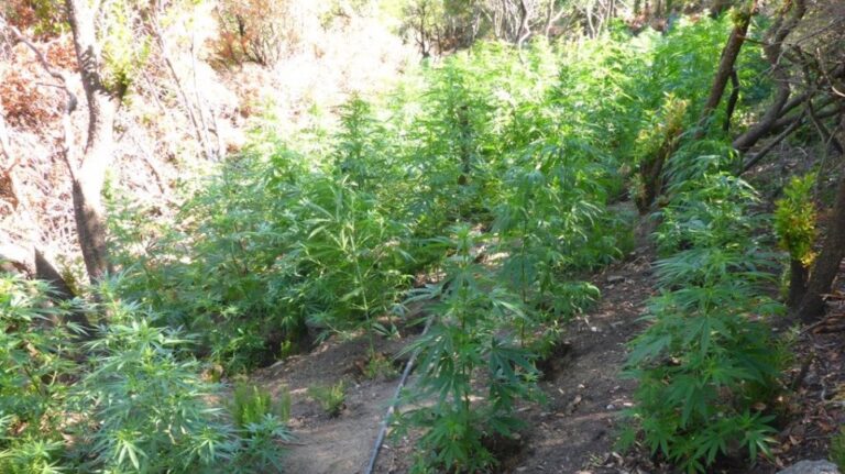 Η ελληνική αστυνομία βρήκε φυτεία με περισσότερα από 1.000 χασισόδεντρα