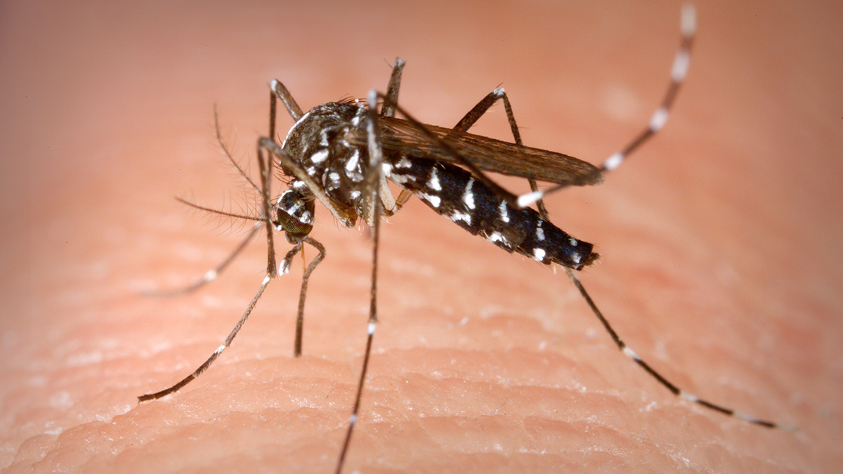 Σε συναγερμό τέθηκαν οι ιατρικές υπηρεσίες για τον ιό του Δυτικού Νείλου(ΒΙΝΤΕΟ)