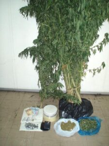 Χειροπέδες σε 29χρονο που είχε φυτώριο κάνναβης πέρασε η ΥΚΑΝ