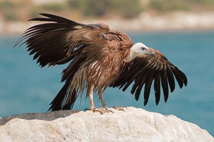 &Epsilon;&theta;&nu;&iota;&kappa;ό &sigma;&chi;έ&delta;&iota;&omicron; &gamma;&iota;&alpha; &tau;&eta; &sigma;&omega;&tau;&eta;&rho;ί&alpha; &tau;&omicron;&upsilon; &pi;&rho;&omicron;&sigma;&tau;&alpha;&tau;&epsilon;&upsilon;ό&mu;&epsilon;&nu;&omicron;&upsilon; &Gamma;ύ&pi;&alpha; &sigma;&tau;&eta;&nu; &Kappa;ύ&pi;&rho;&omicron;