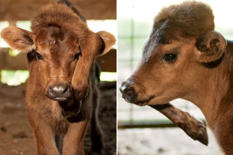 Μοσχάρι γεννήθηκε με πέμπτο πόδι…στο κεφάλι! (ΦΩΤΟ)